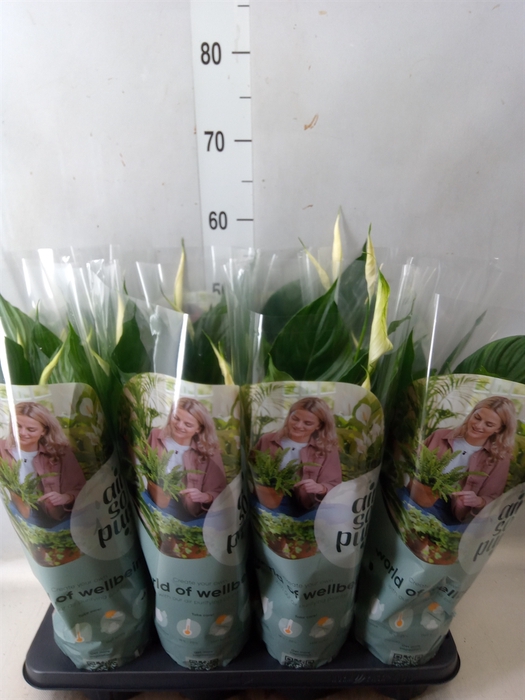 <h4>Spathiphyllum  'Pico Cupido'</h4>