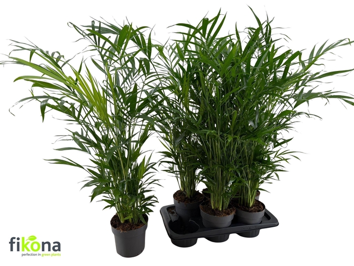 <h4>CHAMAED CATARACTARUM</h4>