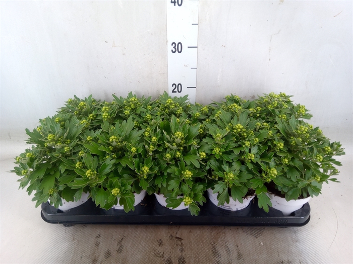 <h4>Ajania pacifica 'Pacific White'</h4>