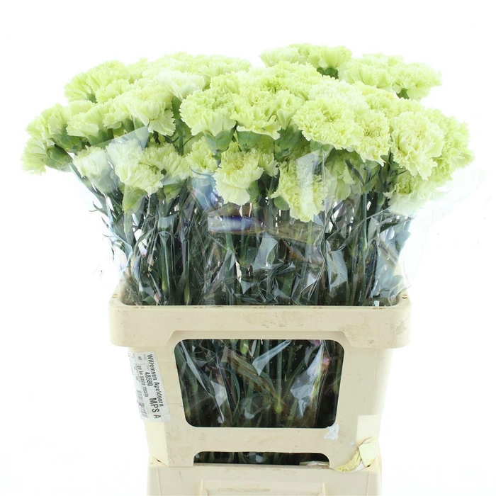 <h4>DI ST GOBLIN</h4>