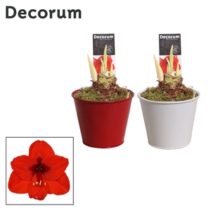 Hippeastrum Rood 2 Knop in Ompot Zara LOVE (Decorum)