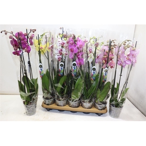 Phal Gem 8 Kl