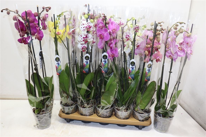 <h4>Phal Gem 8 Kl</h4>