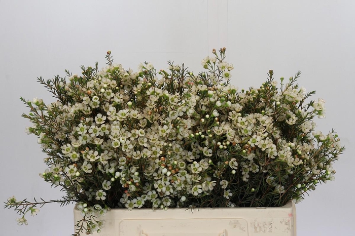 <h4>Chamelaucium Sirius</h4>