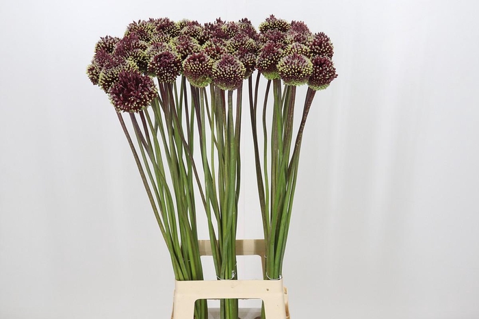 <h4>Allium Red Mohican</h4>