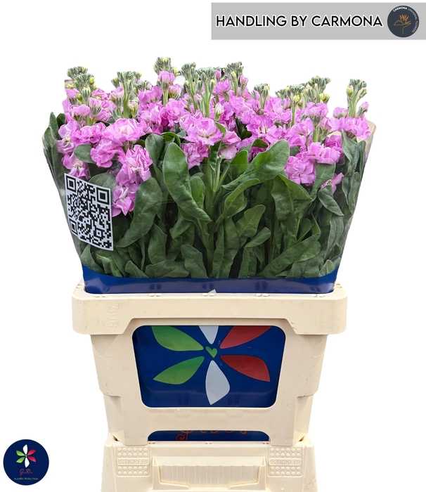 <h4>Matth Iron Pink</h4>