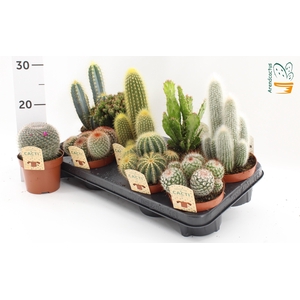 Cactus Gem