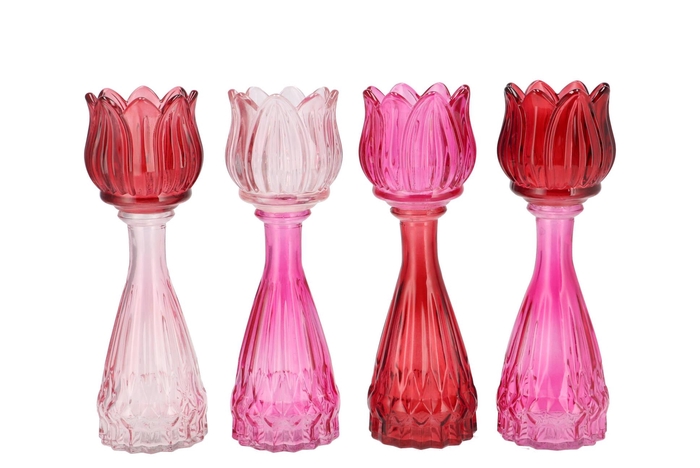 Bicolore Dutch Pink Mix Tulip Vase Ass 7x22cm