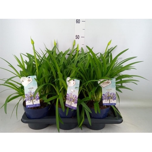 Agapanthus  'Amourette Superb Whit'