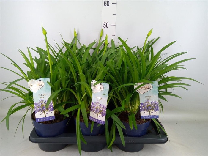 <h4>Agapanthus  'Amourette Superb Whit'</h4>