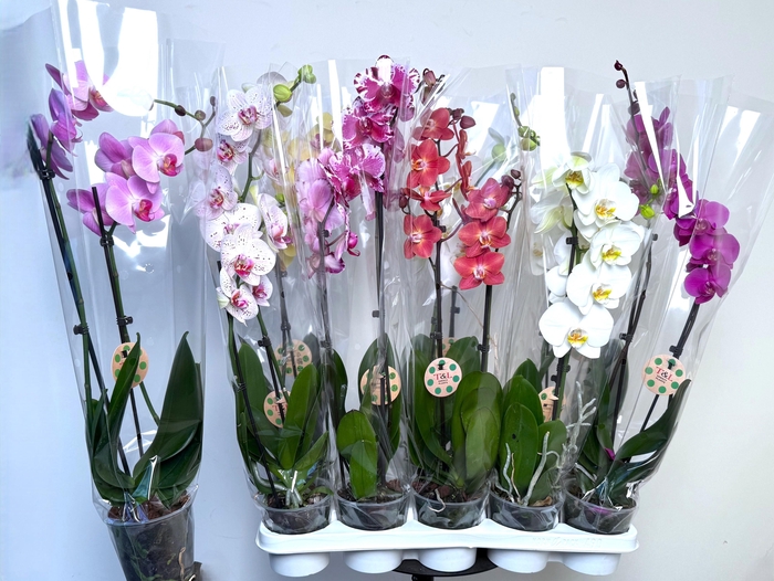 <h4>PHAL GEM 8 KL</h4>