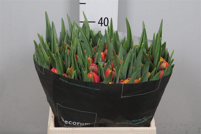 <h4>Tu Du Thunderball</h4>