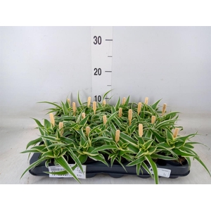 Chlorophytum com. 'Ocean'