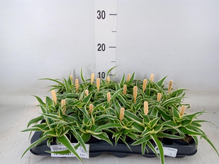 <h4>Chlorophytum com. 'Ocean'</h4>