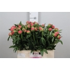 Paeonia Coral Charm | Heavy Quality