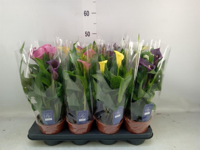 <h4>Zantedeschia ...mix</h4>