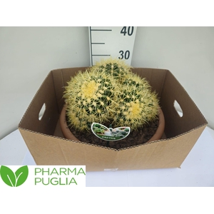 ECHINOC GRUSONII