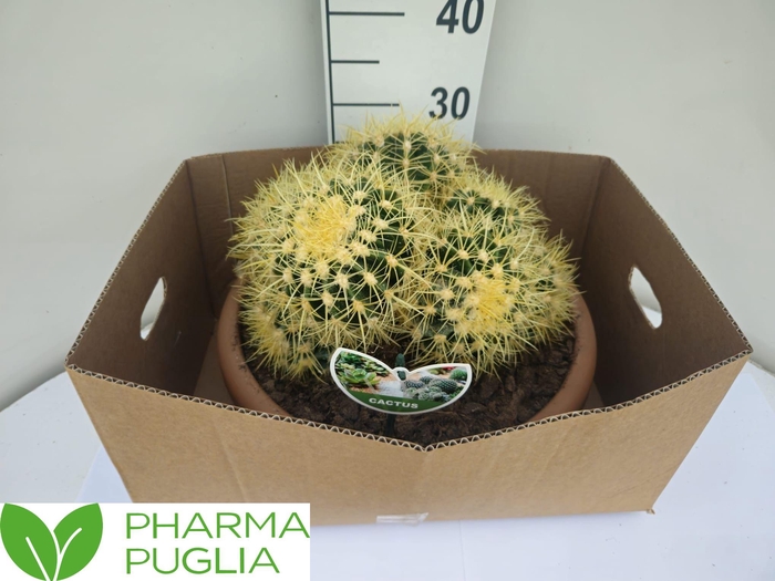 <h4>ECHINOC GRUSONII</h4>