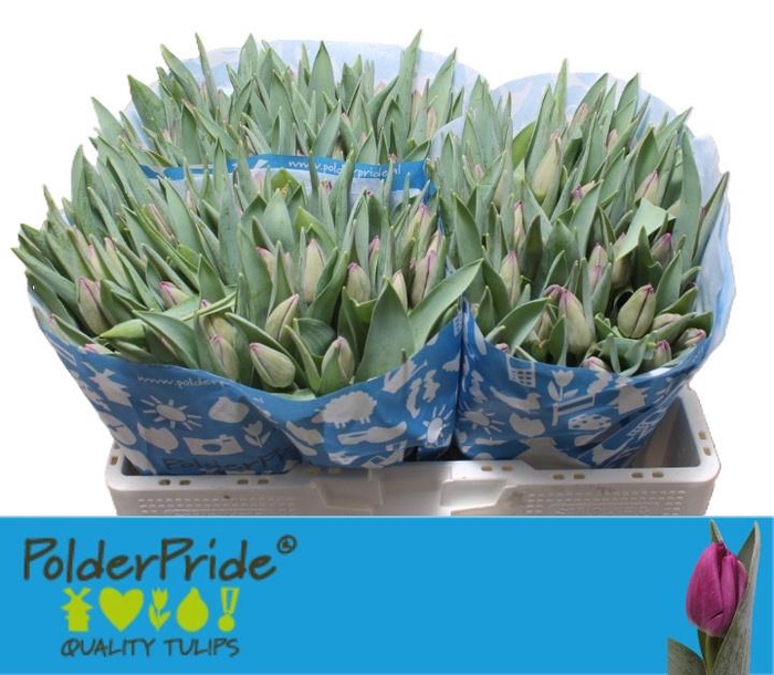 <h4>TU EN BULLIT</h4>