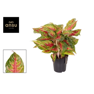 Aglaonema Eyecatcher Red