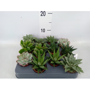 Succulents   ...mix 6