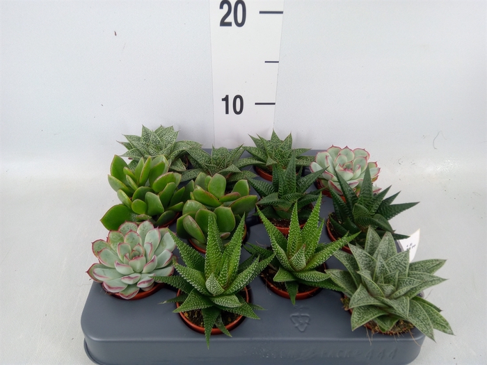 <h4>Succulents   ...mix 6</h4>