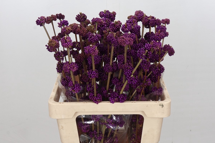 <h4>Callicarpa Bodinieri Var Giraldii</h4>