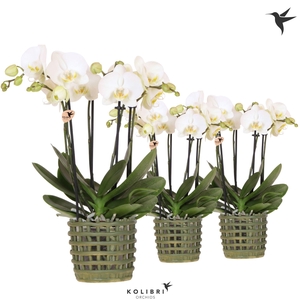 Kolibri Orchids Phalaenopsis Jewel Ghent 4 spike in Mesh pot green