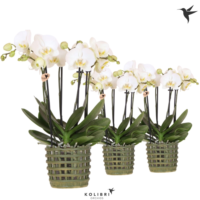 <h4>Kolibri Orchids Phalaenopsis Jewel Ghent 4 spike in Mesh pot green</h4>