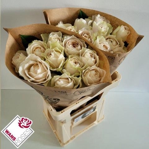 R Gr Shade Of Beige Wans