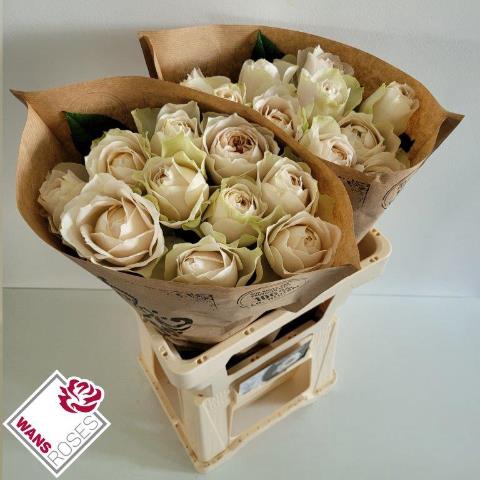 <h4>R Gr Shade Of Beige Wans</h4>