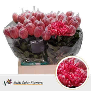 Chrysanthemum PL 'Antonov'  .col H%