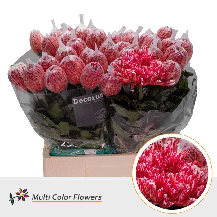 <h4>Chr. G 'Antonov' DYED Red</h4>