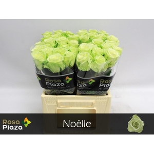 R GR NOELLE!