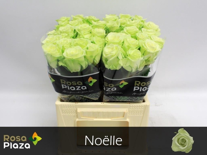 <h4>R GR NOELLE!</h4>