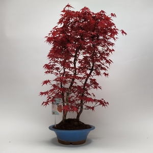 Acer Deshojo Bonsai 'E32' 23 cm (herkomst: Japan)