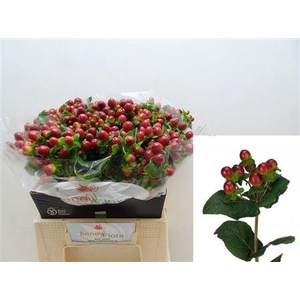 Hyp Mag Seasons Xtra