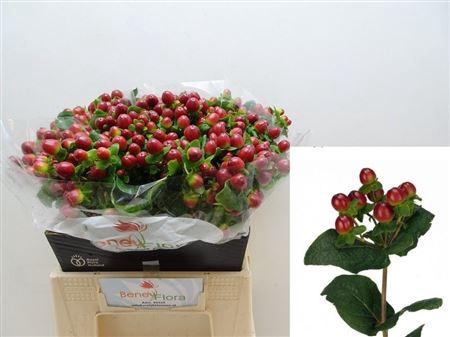 <h4>Hyp Mag Seasons Xtra</h4>