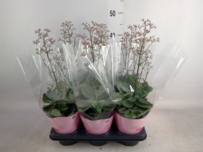 <h4>Kalanchoe  'WildFlow Surp Canyon'</h4>