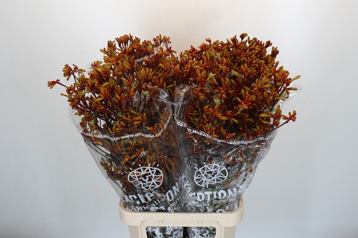Anigozanthos Gold Fever