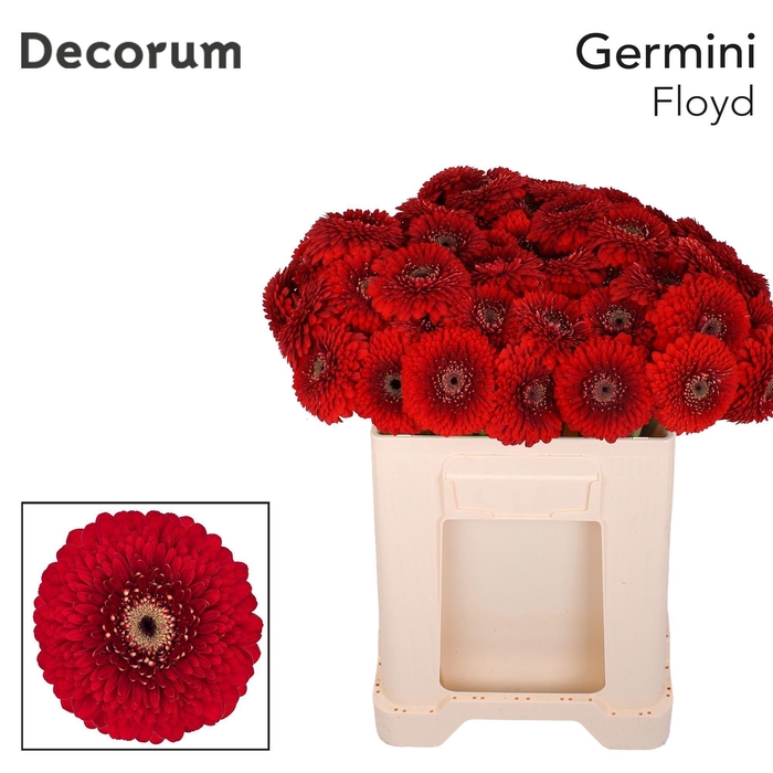 <h4>GE MB POM FLOYD</h4>