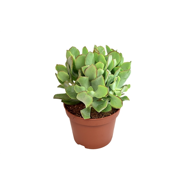 <h4>Crassula Arborescens Undilatifolia</h4>