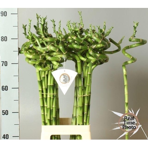 Dracaena sanderiana Lucky Bamboo