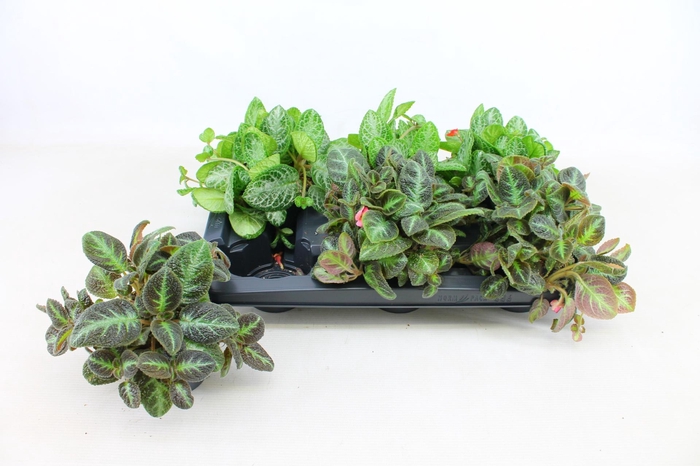 <h4>KAMERPL GEM OV</h4>