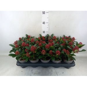 Skimmia jap. 'Rubella'