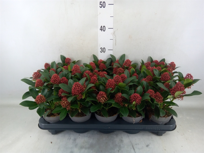 <h4>Skimmia jap. 'Rubella'</h4>