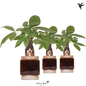 Kolibri Greens Pachira in Classy Cube pot