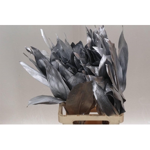 Aspidistra Col Silver