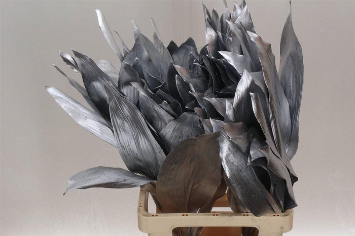 <h4>Aspidistra Col Silver</h4>