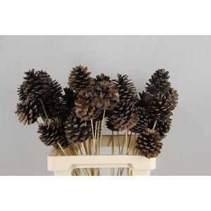 Stick Pine Cone Natural Large